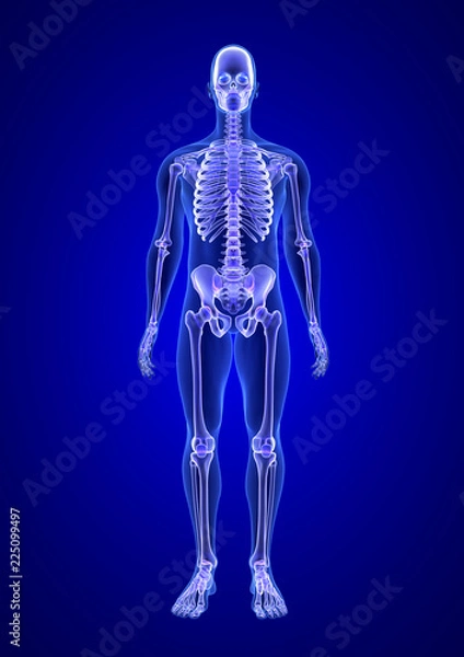 Fototapeta Blue Human Anatomy Body and Skeleton 3D Scan render on blue background from front view