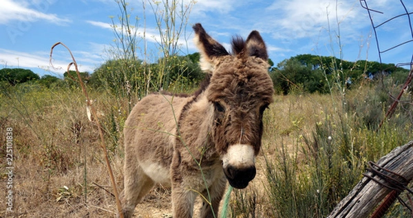 Obraz Eselfohlen auf der Koppel
