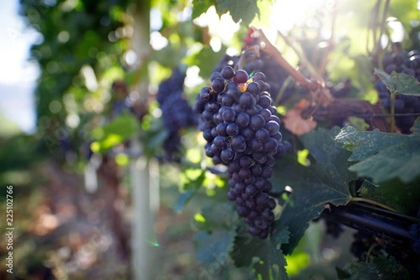 Obraz Grapes On The Vine