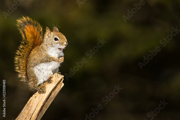 Fototapeta American Red Squirrel - Tamiasciurus hudsonicus, standing upright on a branch with snow flakes on it's body.  Background is bokeh of pine trees.