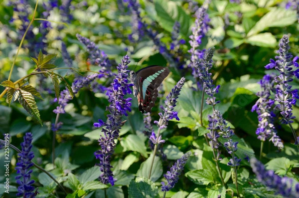 Fototapeta ラベンダーにとまるアオスジアゲハ