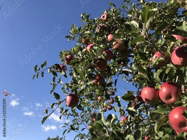 Fototapeta 青空とりんごの木