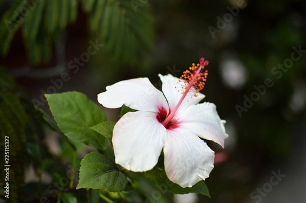 Obraz white and pink flower