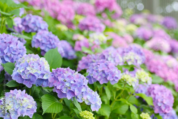 Fototapeta 紫陽花