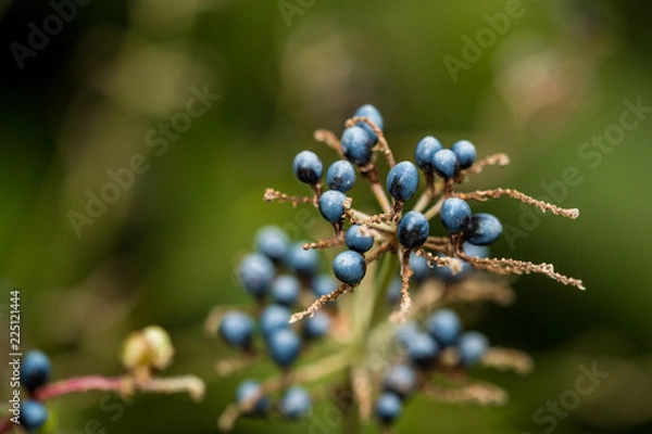 Fototapeta tiny dark purple berries on the tip of the branch with creamy background
