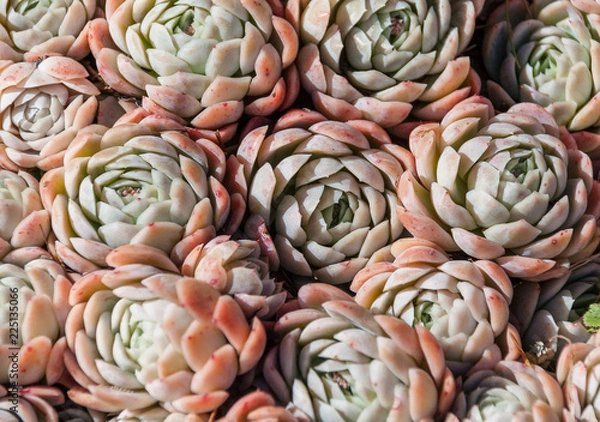 Fototapeta Close up of group of succulents (2)