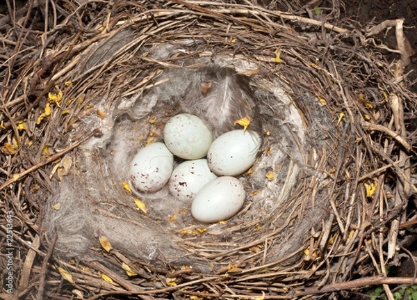 Obraz linnet nest with eggs