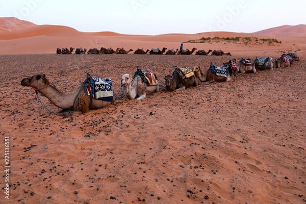 Fototapeta Camel caravan