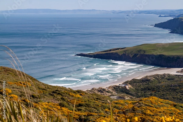 Fototapeta Yellow flowers overlooking surf beach