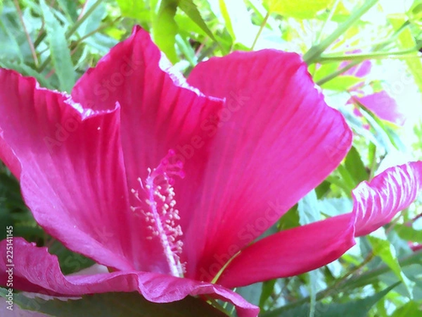 Obraz Hibiscus pink flower