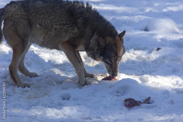 Fototapeta Loup du Mercantour 