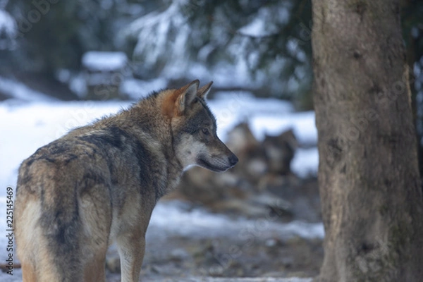 Obraz Meute de loups du Mercantour 