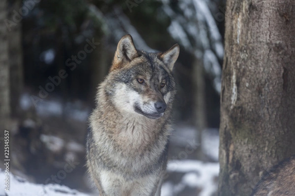 Fototapeta Loup du Mercantour 