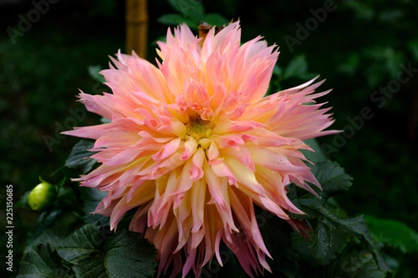 Obraz ピンクと黄色のダリア