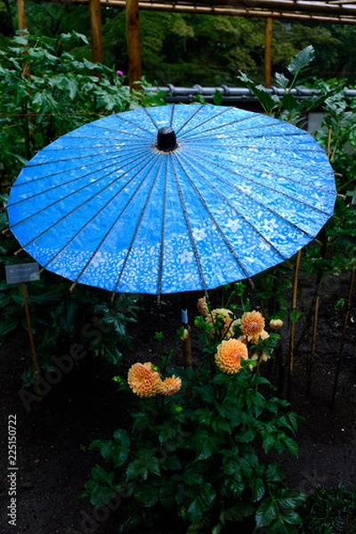 Fototapeta 青の和傘とダリア