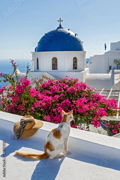 Fototapeta Cat on the island of Santorini