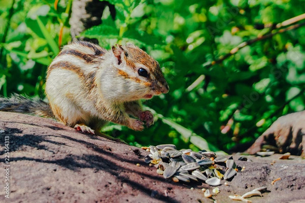 Fototapeta 北海道のエゾシマリス