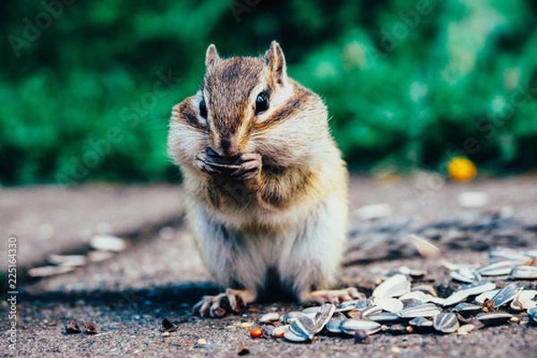 Obraz 北海道のエゾシマリス