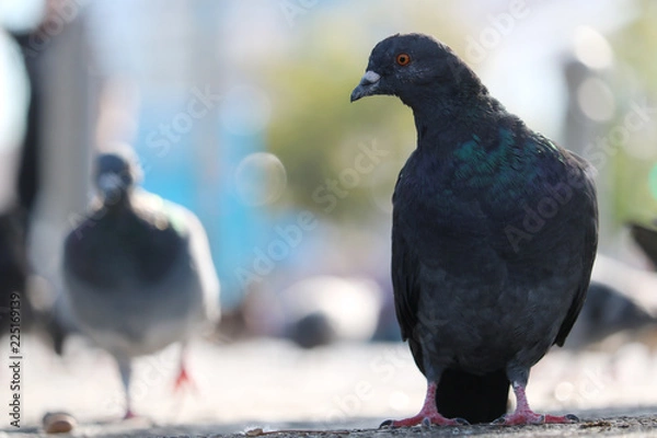 Fototapeta Two iridescent green-gray feral pigeon columba livia domestica in frontal view sitting on urban ground in front of blurry pigeons in the sun