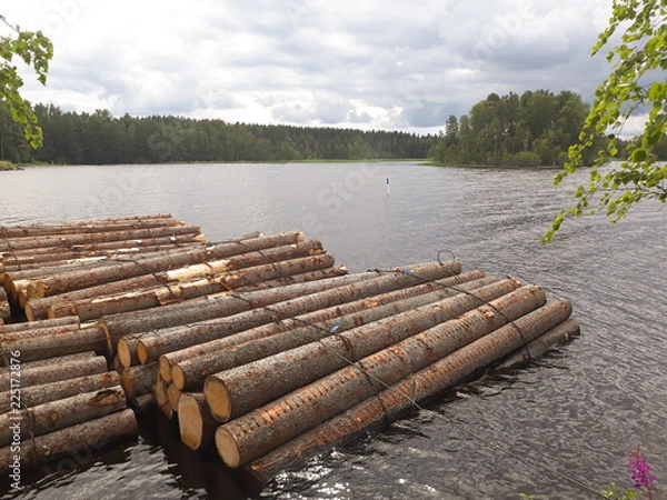 Obraz Logs at lake shore in summer