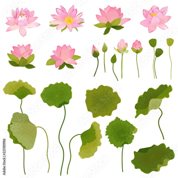 Obraz Ręcznie rysowane ilustracja kwiatów lotosu i liści, retro kwiatowy zestaw do druku mody, tapeta dekoracja urodzinowa w wektorze
