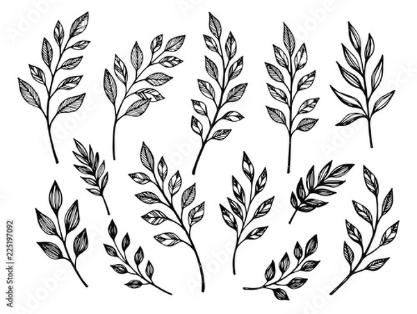 Obraz Hand drawn leaves. Botanical vector illustrations