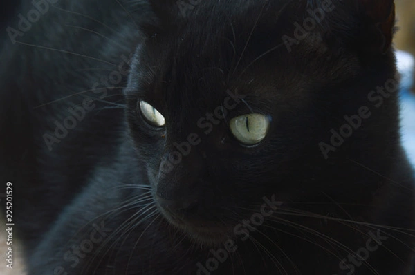 Obraz black cat staring