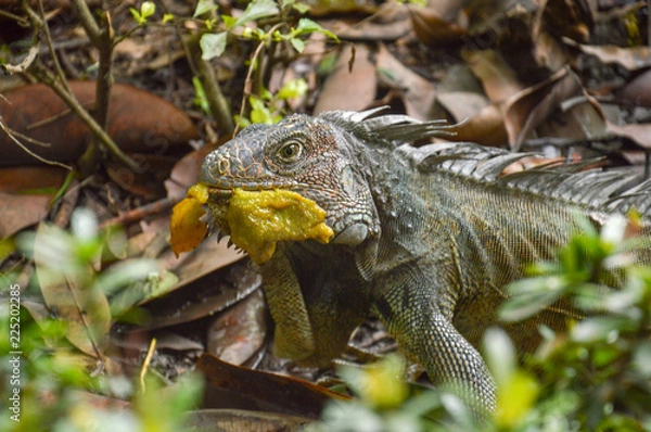Obraz iguana eating mango