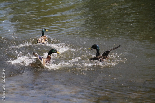 Obraz A mallard drake chasing another