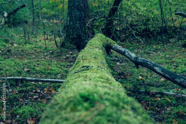 Fototapeta Fallen tree in the woods.