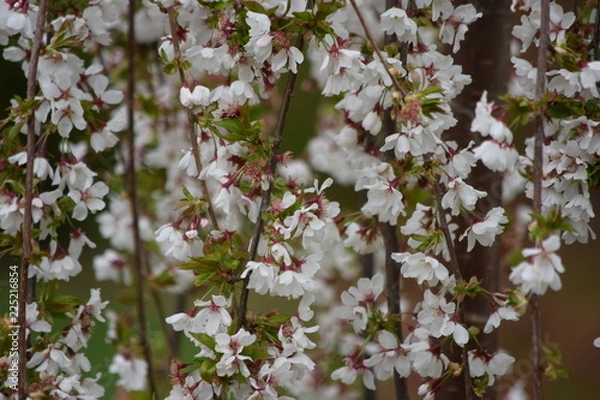 Obraz blooming flowers in spring