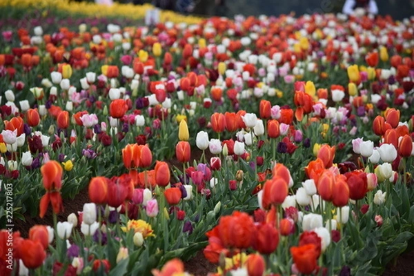 Fototapeta field of tulips