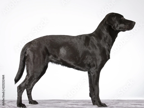 Fototapeta Profil psa od strony izolowanej na białym. Portret psów Labrador, na boki. Zdjęcie wykonane w studio.