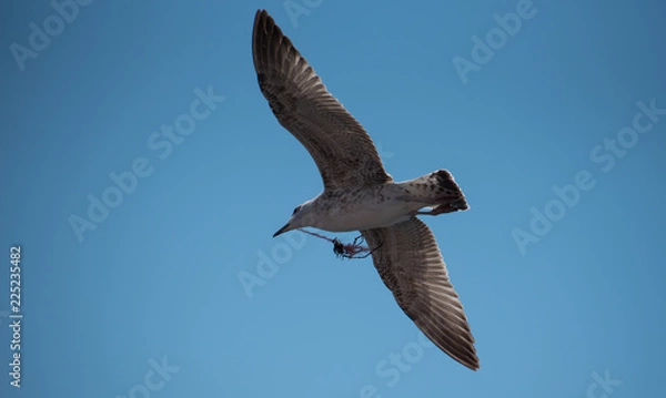 Obraz seagull in flight