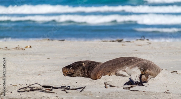 Fototapeta Brown sea lion resting on beach with rolling waves