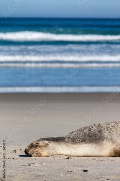 Fototapeta Sea lion resting on beach with rolling waves (3)