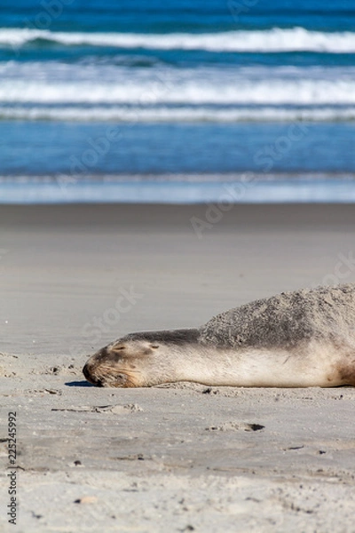 Fototapeta Sea lion resting on beach with rolling waves (2)