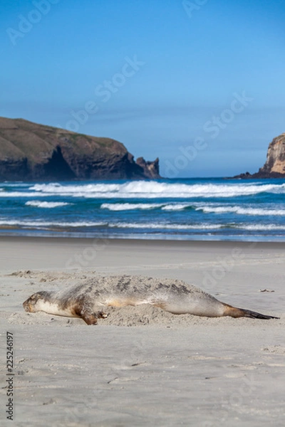 Fototapeta Sea lion resting, rolling waves and cliffs in distance