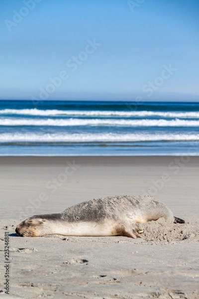 Fototapeta Sea lion resting on beach with rolling waves