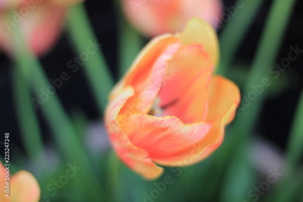 Obraz Tulip in Amsterdam