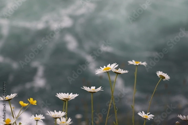 Obraz Daisies on Niagara Falls  