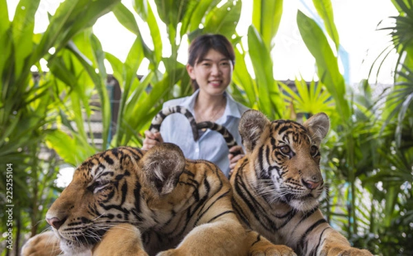 Fototapeta Asian young woman catches the tiger tail to heart shape.at Tiger park ,Pattaya ,Chonburi,Thailand.
