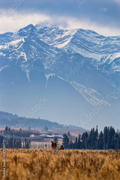 Fototapeta Two horses sitting in a field with mountains in the background