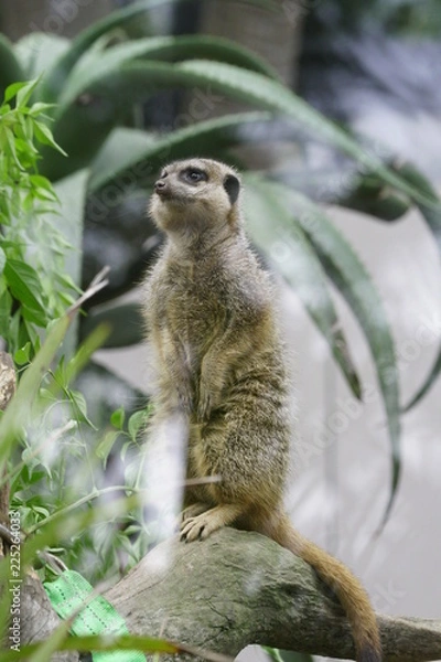 Obraz A Wondering Meerkat 