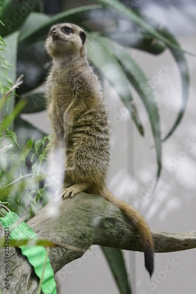 Obraz A Wondering Meerkat 