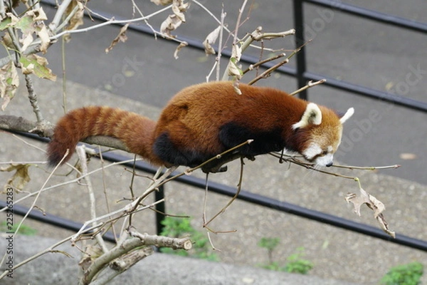 Obraz A Red Panda