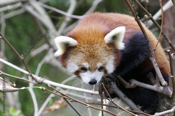Obraz A Red Panda