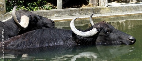 Fototapeta Wasserbüffel