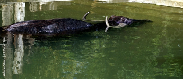Fototapeta Wasserbüffel