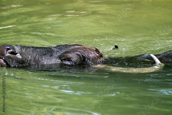Fototapeta Wasserbüffel